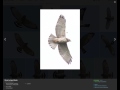 Identifying Broad-winged Hawks and Red-shouldered Hawks