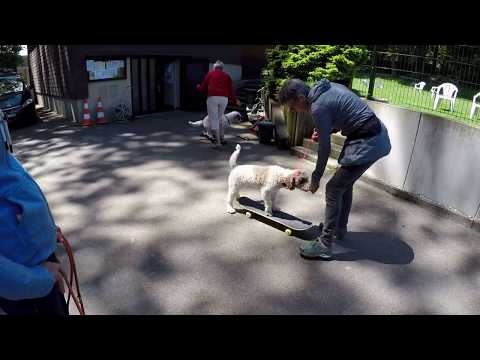 Ashira und Uambali mit Rollbrett am Arbeitstag vom Perro Club Schweiz