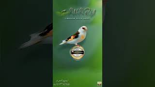 Download lagu 🟢MASTERAN TEMBAKAN KENARI SPEED RAPAT JEDA AIR #masterankicau #masteranmuraibatu #kenari #muraibatu mp3