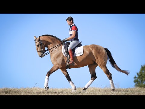 **SOLD**  Golden cross-breed Lusitano Mare - ideal for amateur riders (REF#526)