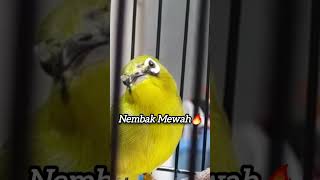 Download lagu Pleci Dakun Nembak Isian Mewah🔥#pleci #plecimania #plecigacor #kicaumania #burungkicau mp3