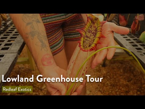 Lowland Greenhouse Tour - September 2021