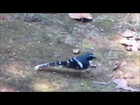 Vidličiarka bridlicová (Enicurus schistaceus) — biotop a pohyb