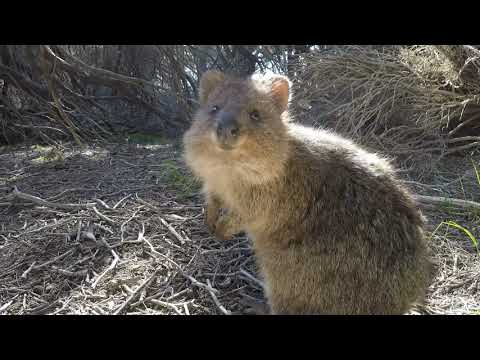 Iqaqa A Quokka’s Good Morning – Lee Duigon