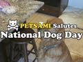 National Dog Day by Petsami - YouTube