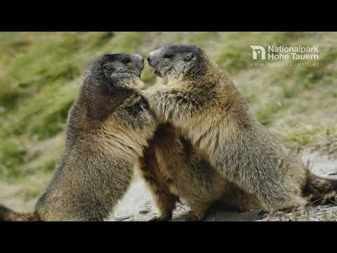 Murmeltiere im Nationalpark Hohe Tauern