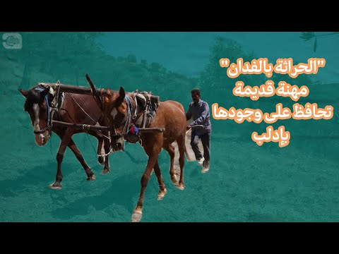 الحراثة بالفدان مهنة قديمة تحافظ على وجودها بإدلب