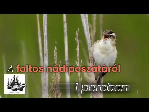 Foltos nádiposzáta
