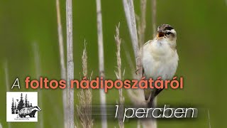 Foltos nádiposzáta bemutatása – fajismertető videó