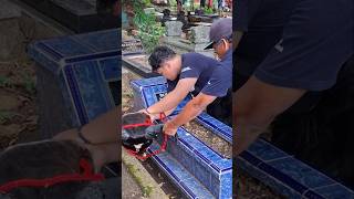 Download lagu SON STARTS TO DRAW A FISH TO FIND GRAVE FOR GRANDFATHER #bull #horse mp3