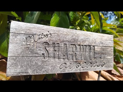 Sharwil avocado tree: a profile