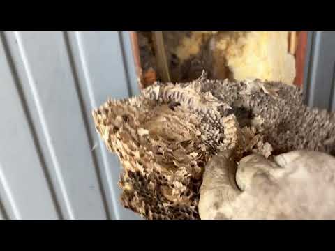 Yellow Jackets Hiding in the Hot Tub in Colts Neck, NJ