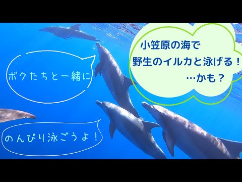 🐬人気のアクティビティの一つのドルフィンスイムをご紹介 2🐬