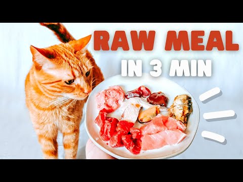 How To Raw Feed Your Cat In 3 Minutes