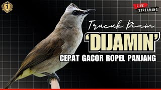 Download lagu MASTERAN TRUCUKAN GACOR‼️PANCINGAN AMPUH TRUCUK GACOR ROPEL PANJANG [ TERAPI PAGI - SIANG - MALAM ] mp3