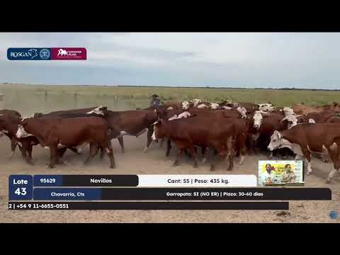 20-02-26 - Remate de Rosgan - Especial Gananor Pujol - Curuzú Cuatiá, Corrientes