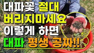 대파꽃 이렇게 해주었더니 평생 대파 공짜!! 원없이 먹을 수 있습니다 대파꽃 대파씨 대파농사 대파재배