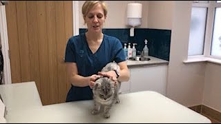 How to apply a spot on cat worming treatment