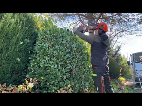 Kirschlorbeer schneiden ✂️🍀 so gelingt der Formschnitt