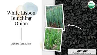 White Lisbon Bunching Onion Seeds Long Allium fistulosum Organic Garden Plant Heirloom Non GMO USA