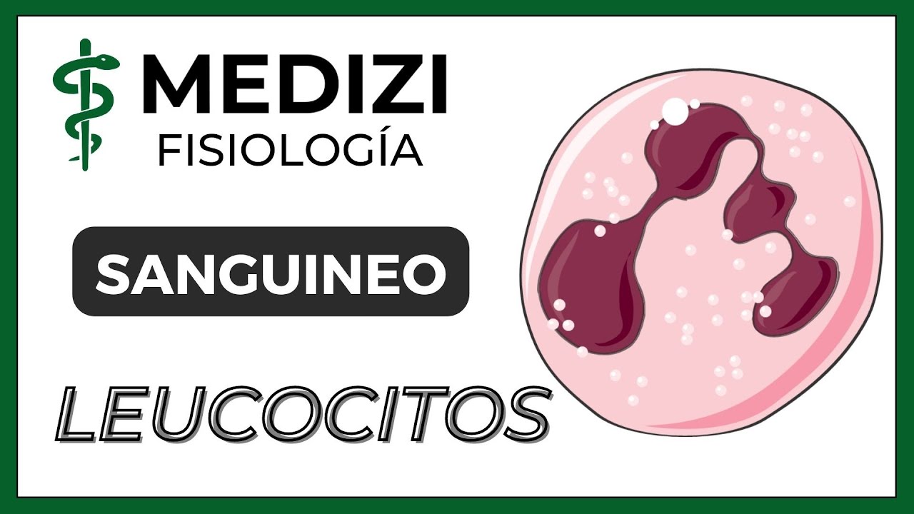 Clase 33 Fisiología Sanguínea - Leucocitos e Inflamación (IG:@doctor.paiva)
