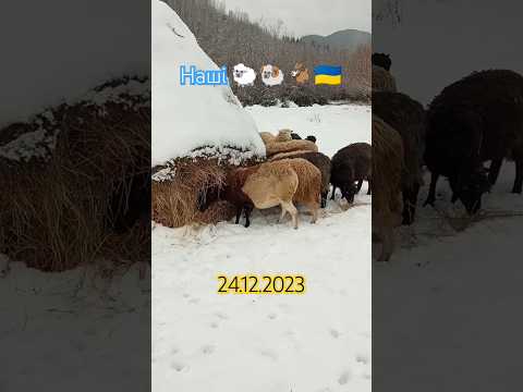 , title : 'Наші 🐑🐏🐐🇺🇦shorts #село #2023 #ukraine #dorper #sheep #дорпер #вівці #сніг #shorts'