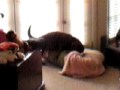 Funny Dog Humps Pillow