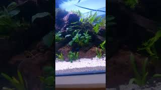 Download lagu aquascape kayu rentek #fyp mp3