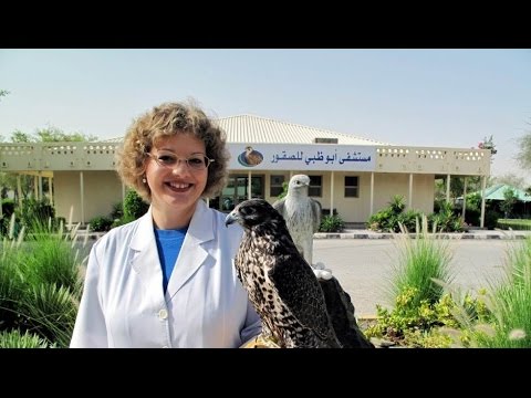 360 Geo Reportage - Die Falkenärztin von Abu Dhabi [Doku HD]
