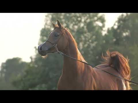 ⚜️ ELOIZA ⚜️ (Ascot DD x El Fatha, by Entyk), 2022 PRIDE OF POLAND