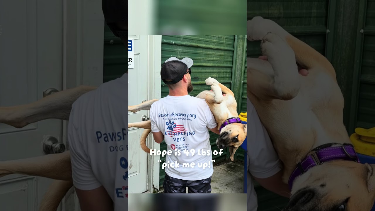 Enlarge HOPE (671), a Adoptable mixed breed in Indiantown, FL video 2/6
