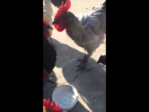 Kung paano mawalan ng timbang sa food recipe soda 2012 sa gayon ay hindi upang mawala ang timbang