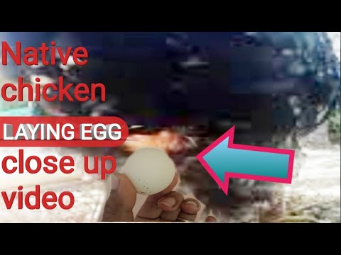 Close up video on how chicken lay egg | native chicken lay egg