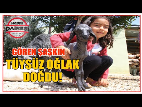 Gören şaşkın! Tüysüz doğdu, bebek gibi bakılıyor...
