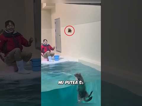 Vidra jucăușă sare după mâncare 🦦😂