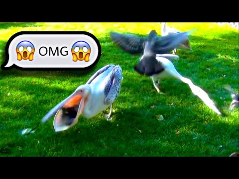 Pelican eats a whole pigeon in few minutes || In London