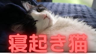 寝ぼけて適当な返事ばっかりする猫