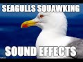 Seagulls Squawking Sound Effects