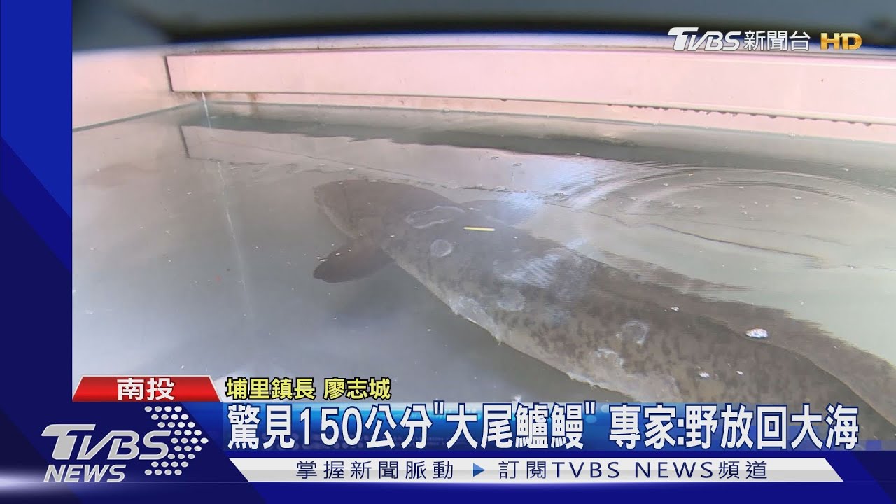 驚見150公分「大尾鱸鰻」 專家:野放回大海