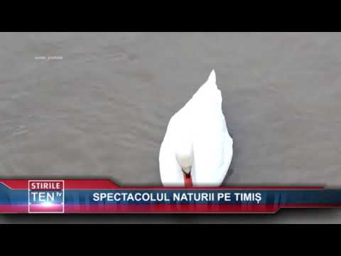 SPECTACOLUL NATURII PE TIMIS - 21 IANUARIE 2019