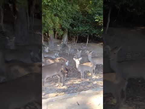 アカシカ、ダマジカ、ノロジカの 自然と動物