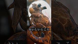 火を吹くトカゲの丸焼きを食べよう #vtuber  #vrchat  #shorts  #Δ学派