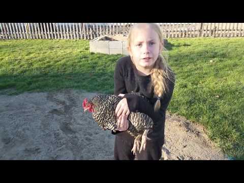 The Proper Way To Hold A Chicken With Mary and Tiny