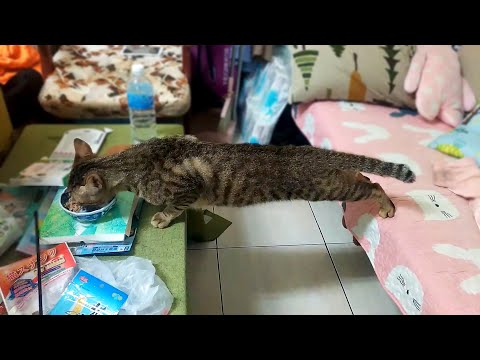 #34 Die besten Videos 2025 || ✪ Stern DuTube