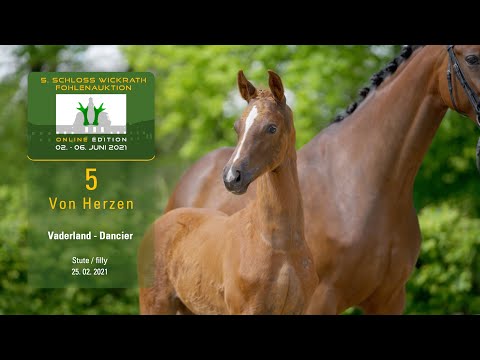 5. Schloss Wickrath Fohlenauktion Online Lot 5 Von Herzen Stute v. Vaderland - Dancier