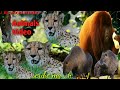 Animals Music Video Hindi Song Jatihoo Mei