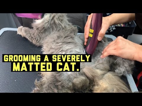 SEVERELY MATTED CAT GETS GROOMED - VIEWERS DISCRETION ADVISED!