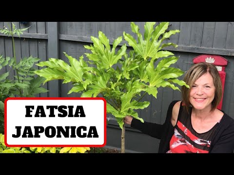 , title : 'Fatsia Japonica // False Castor Oil Plant // 두릅'