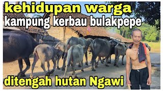 Download lagu Kehidupan warga kampung kerbau bulakpepe ditengah hutan Ngawi!! mp3