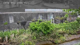 三沢川上映像監視局